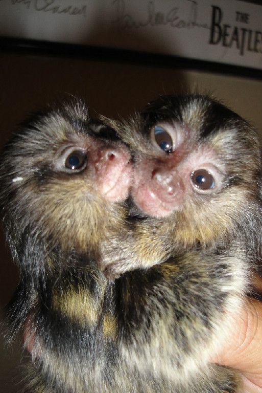pygmy marmoset monkeys